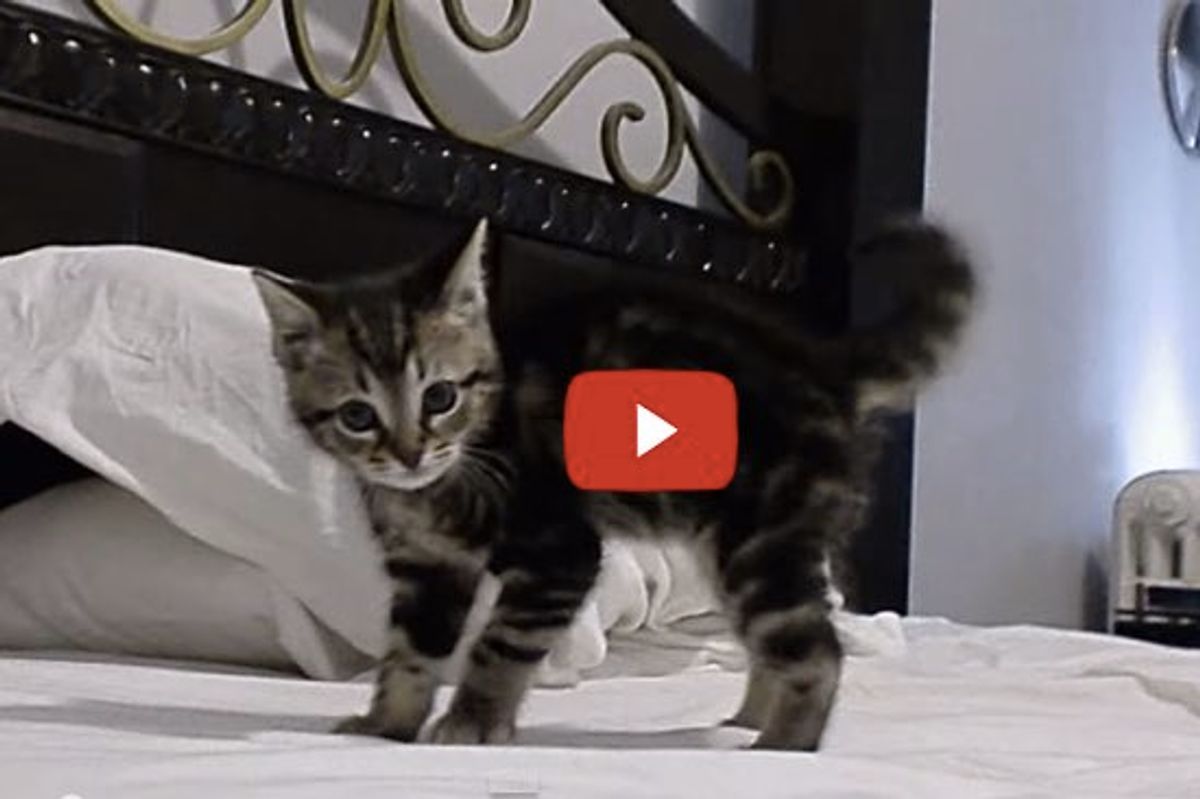 Adopted Kitten Crab Walk!