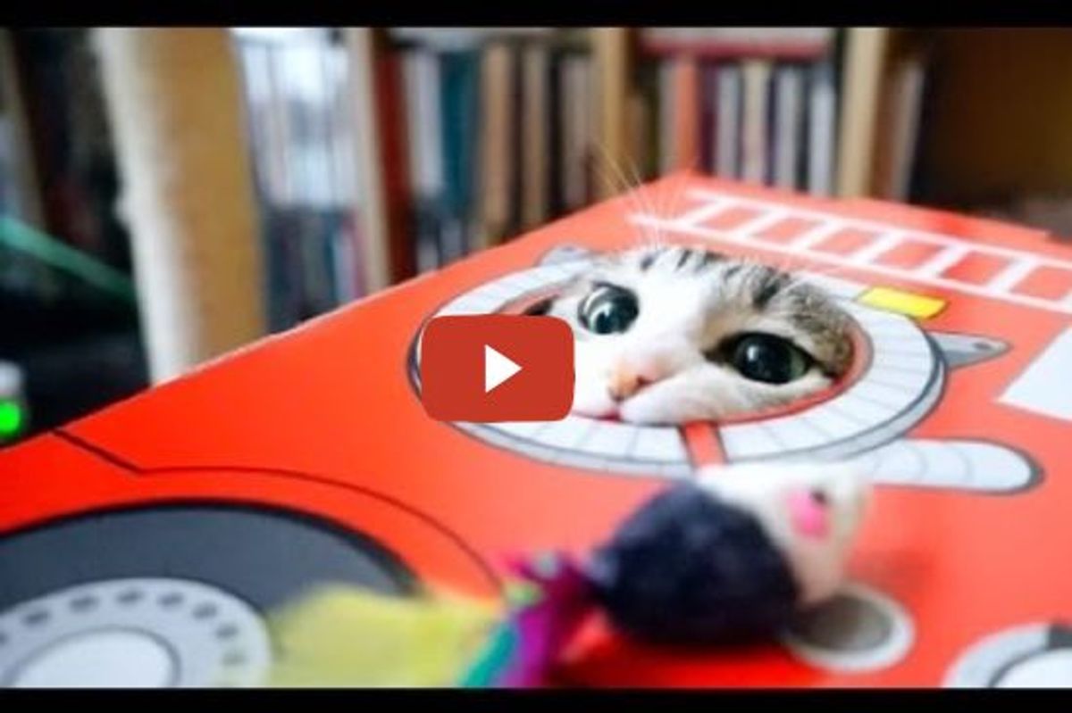 Smart Ohagi The Cat