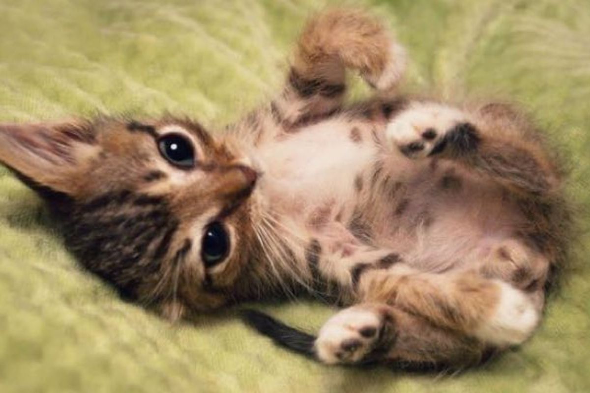 Tiny Miracle Kitty with Huge Ears and a Big Heart.