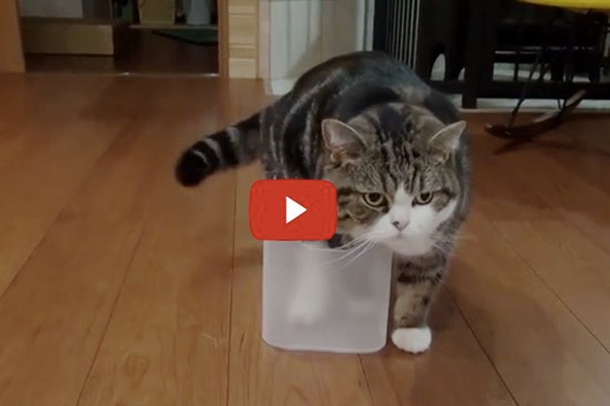 Maru Never Gives Up!