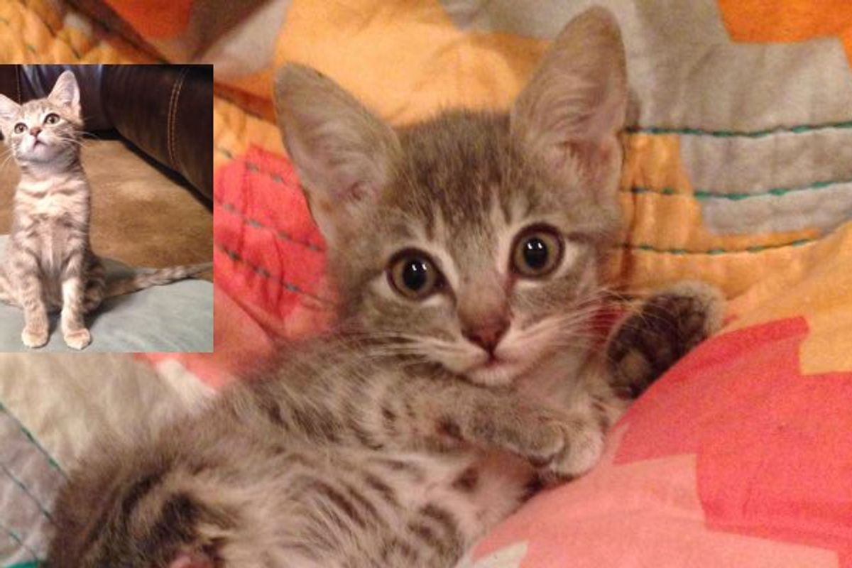 Rescue Kitten Makes Do With Two Paws