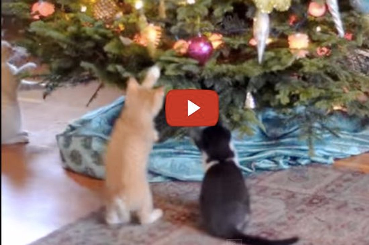 Kitty Ringing A Bell Kittens Jingle Bells - Love Meow