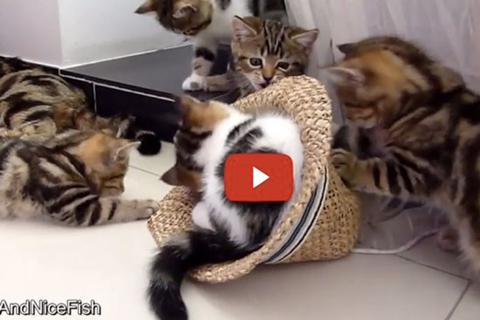 When These Kittens Find A Hat...
