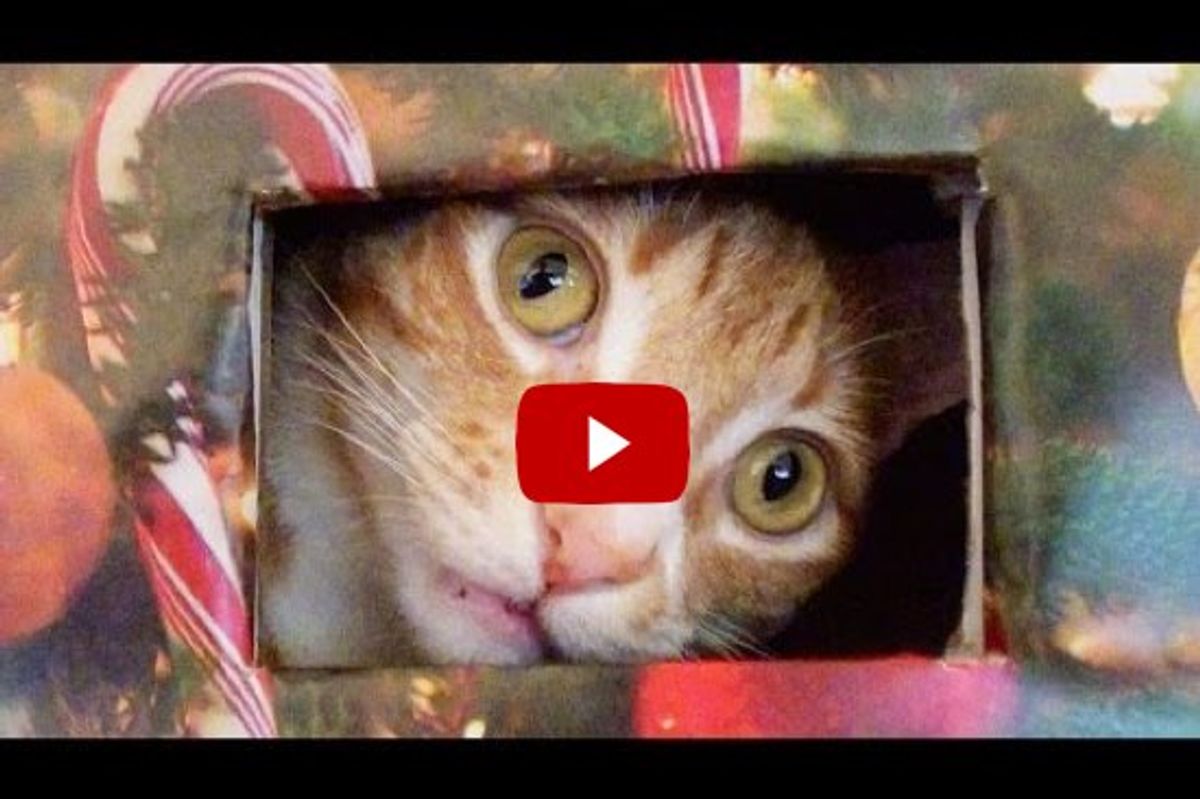 Cat Proof Christmas Tree For Cole And Marmalade
