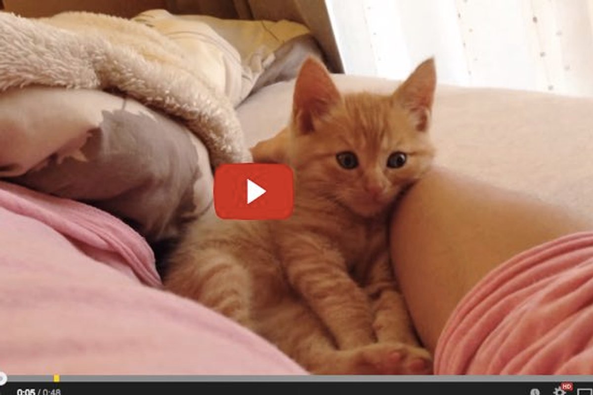 Kitty Taking A Nap On His Human's Arm Until It Falls Asleep