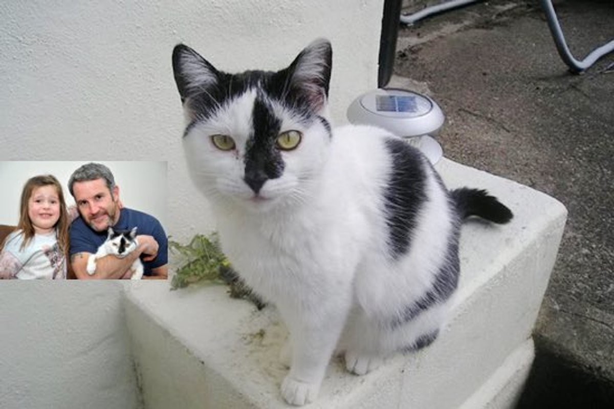 Cat Missing for 6 Years Comes Home For Christmas!
