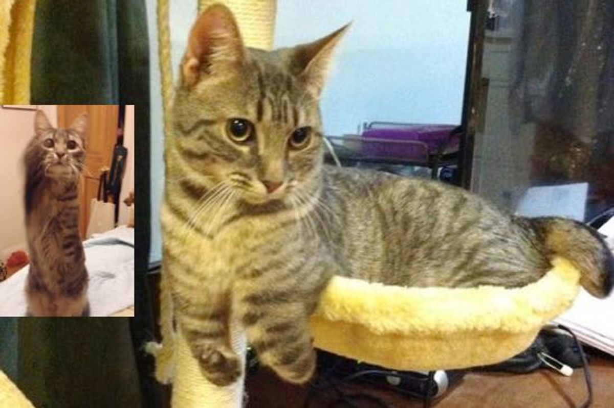 Thumper The 2 Legged Cat, Hops Like A Bunny, Acts Like a Puppy