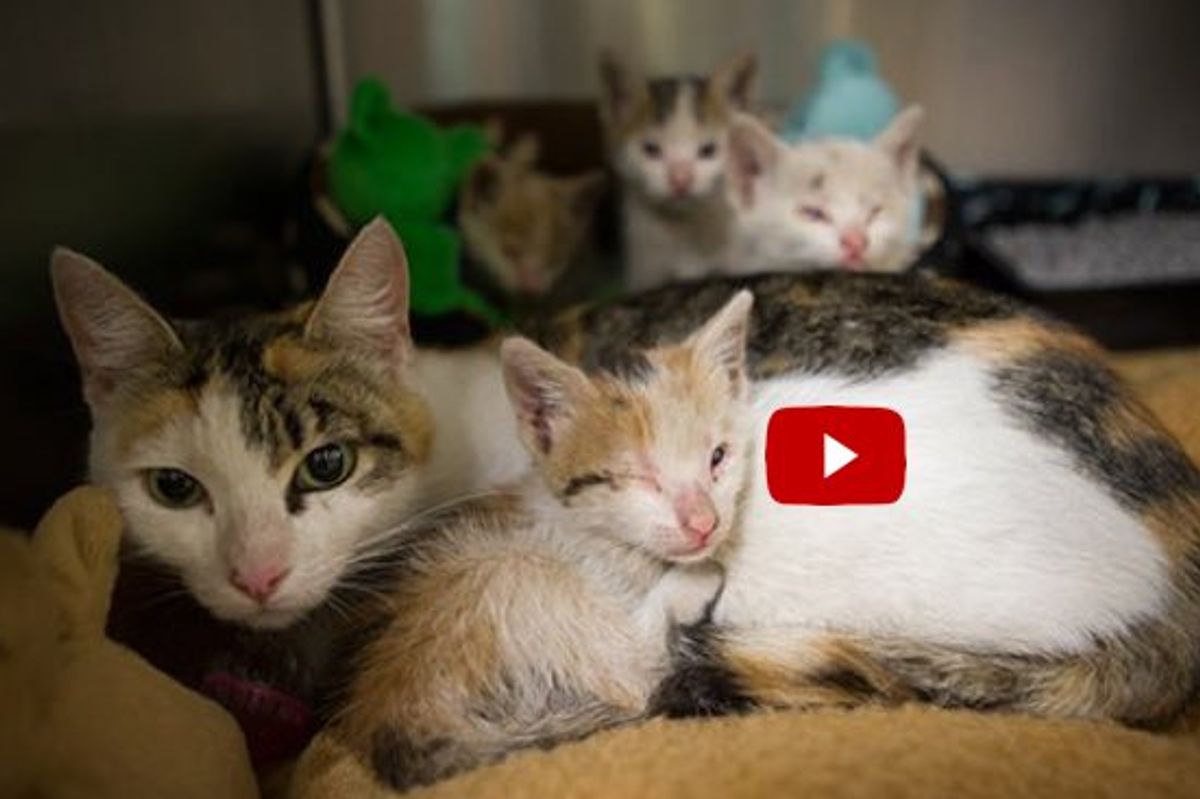 Kittens Rescued From Industrial Warehouse Reunited With Cat Mother