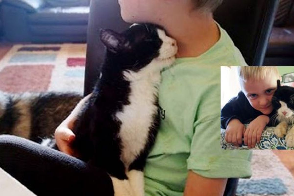 20 Year Old Cat, Dexter, Finds New Home And Has So Much Love To Give