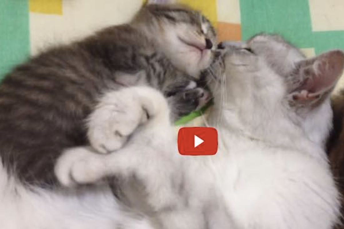 Cat Momma Gives Her Baby a Hug and Lots of TLC