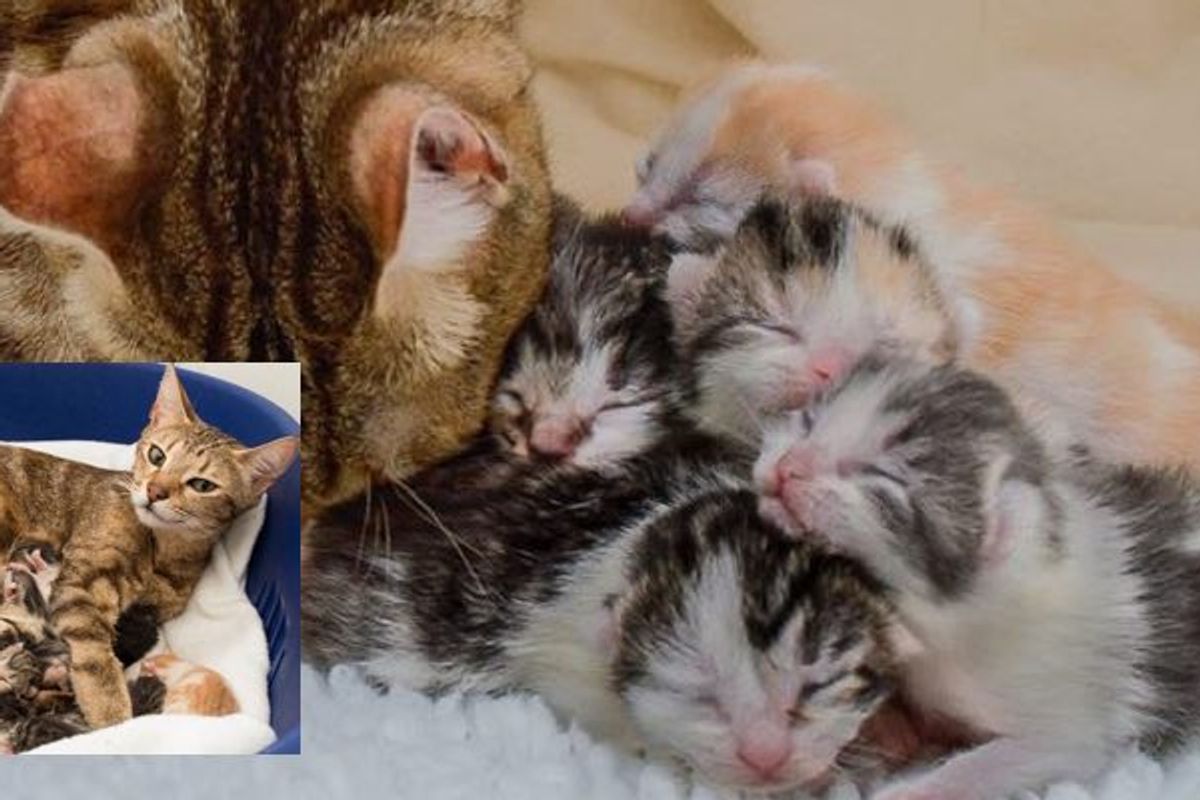 Sweet Rescue Cat Mother Gave Birth to 10 Baby Kittens