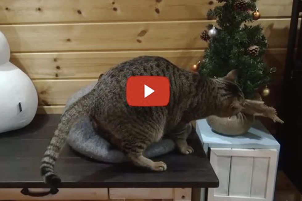 Hana Playing With Tree, But Where's Maru?