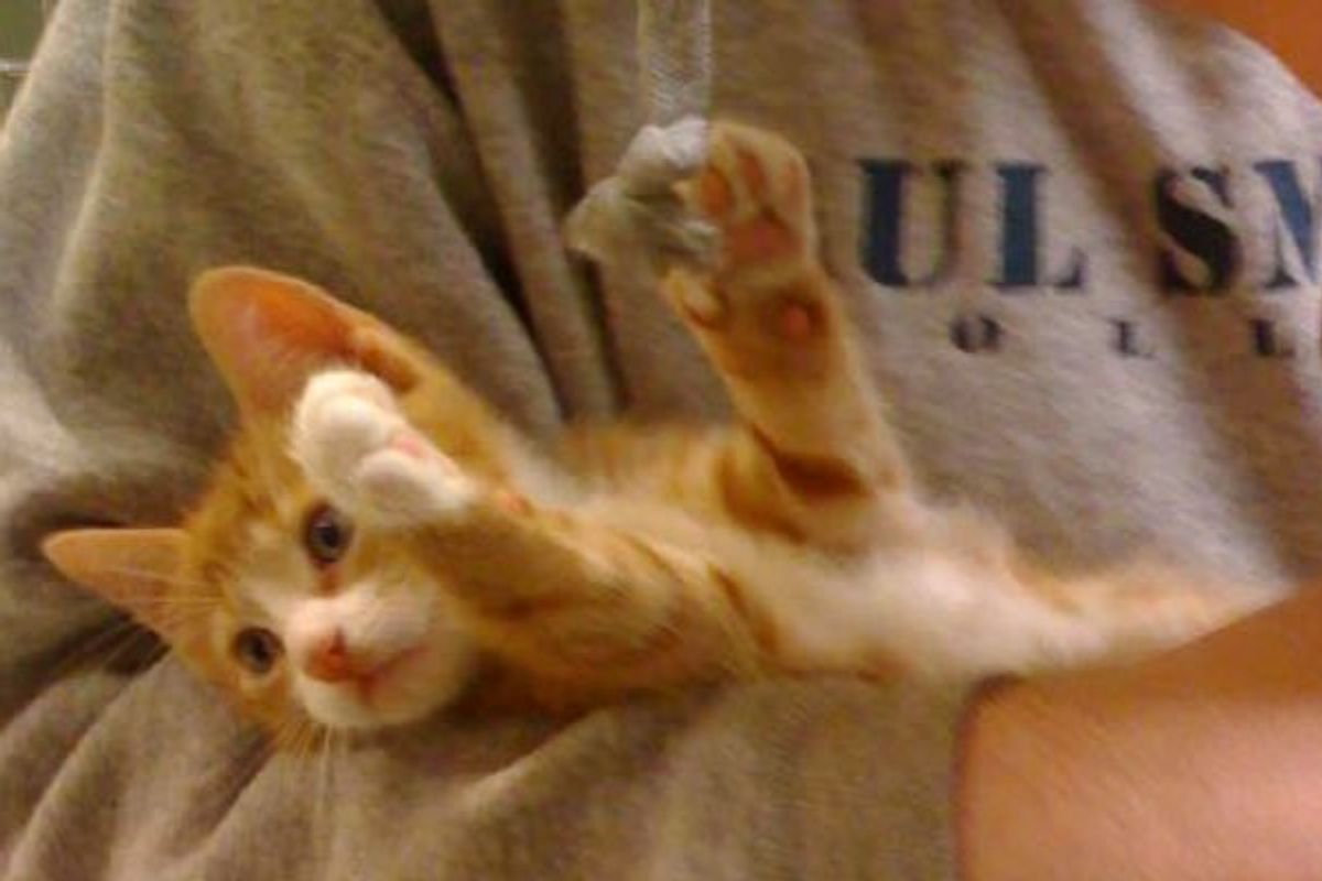 1 Pound Rescue Kitten 'Tiny' Turns into Majestic Cat!