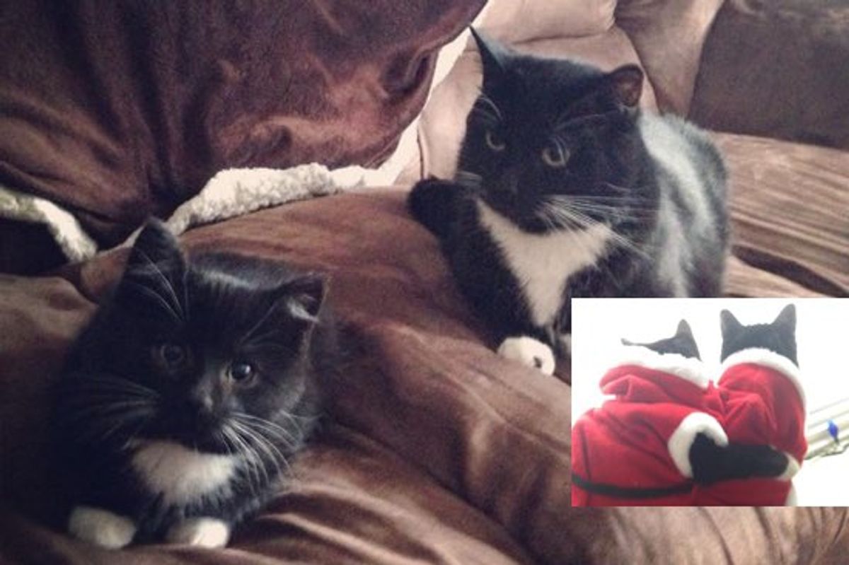 Rescue Kitten Home For Christmas, With New Sister Cat that Looks Like Him