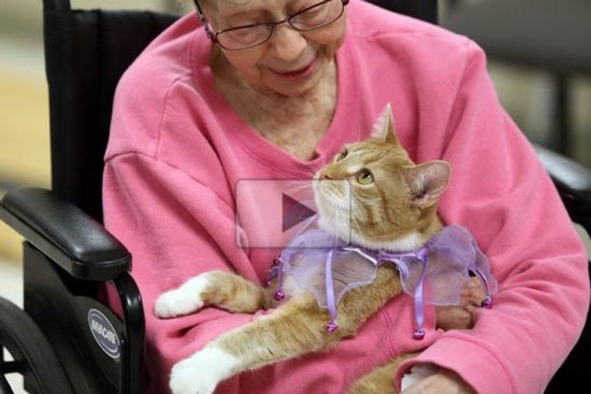 Mia the Tendercare Ginger Cat Brings Smiles To People at Assisted Living Facility This Holiday