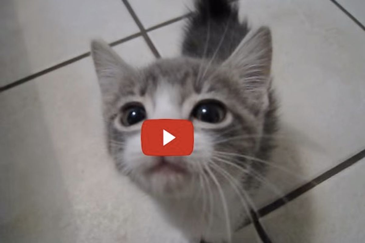 3 Cats, 3 Different Meows, and Lots of Meowing