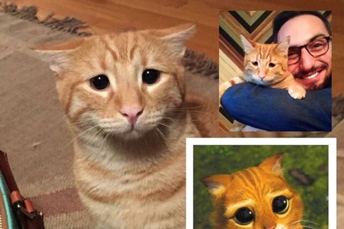 Marty the Cat Knows How to Get His Way By Doing His Best Impression of Puss in Boots