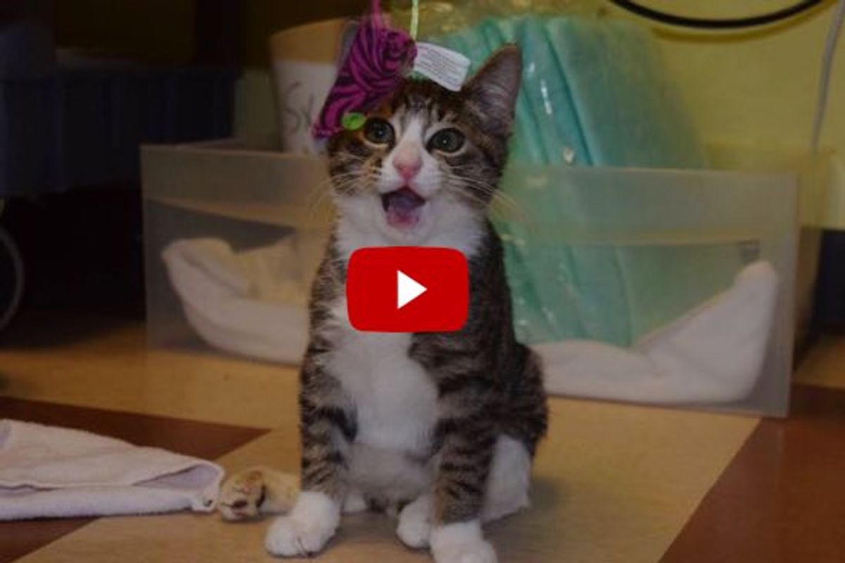 Devin the Perfectly Imperfect Cat