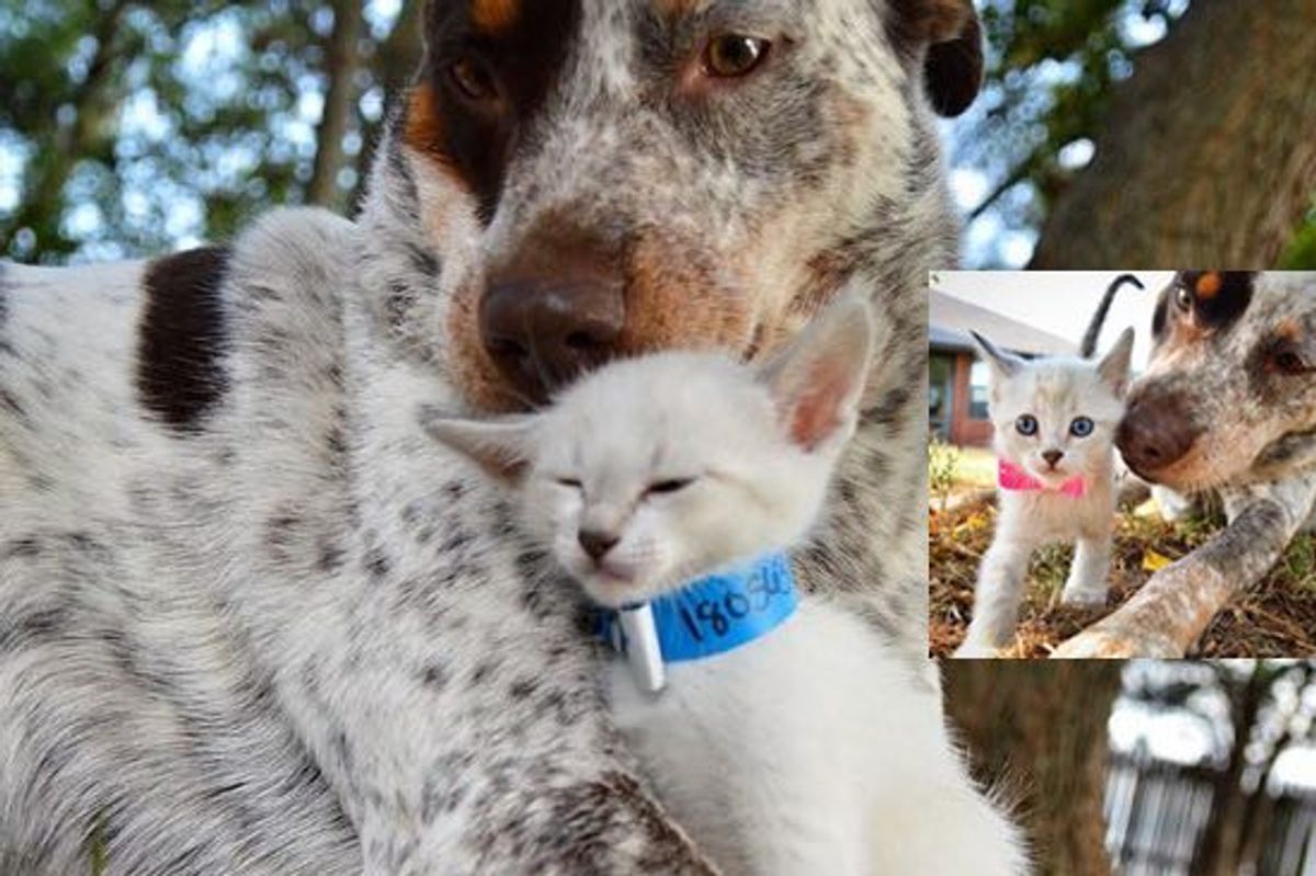 Little Foster Kitten Finds A New Mom