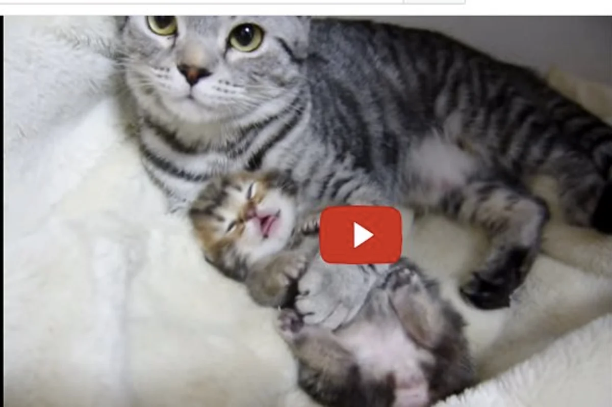 Cat Mama Comforting Her Sleepy Baby With a Hug