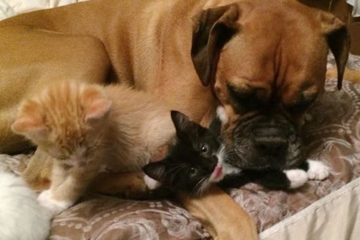 Foster Kittens Find a Unusual Mom