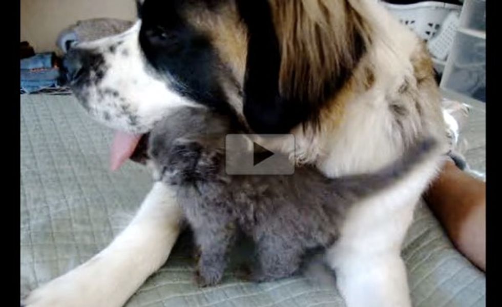 Little Stray Kitten Snuggling With Gentle Giant Saint Bernard