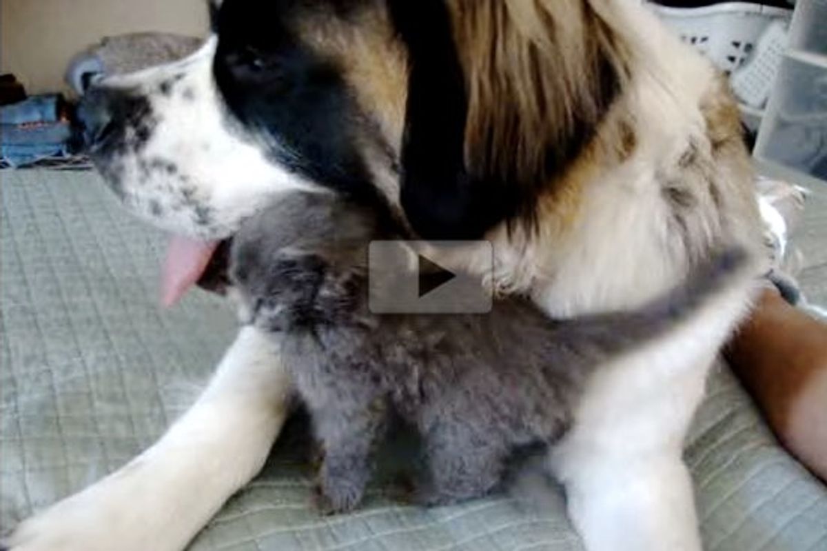 Little Stray Kitten Snuggling With Gentle Giant Saint Bernard