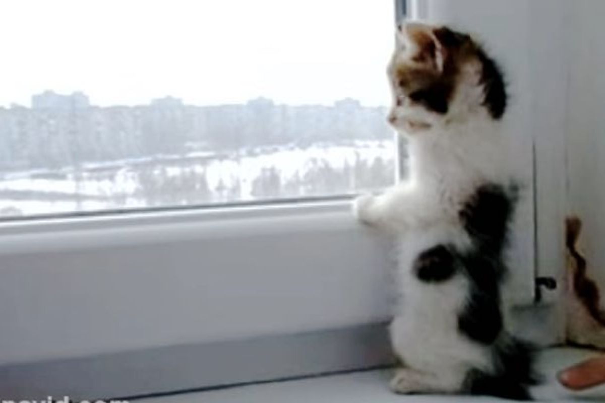 Curious Kitten Looking out the Window