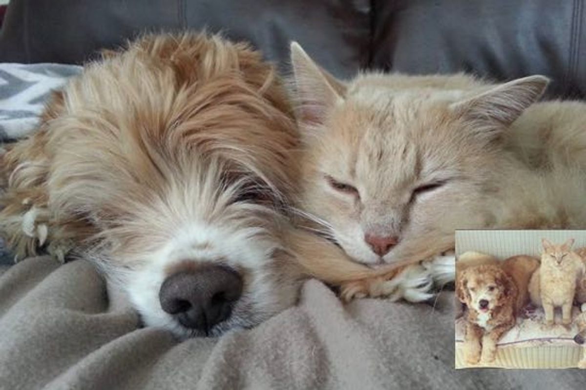 Rescue Farm Cat Loves His Blind Senior Dog Buddy