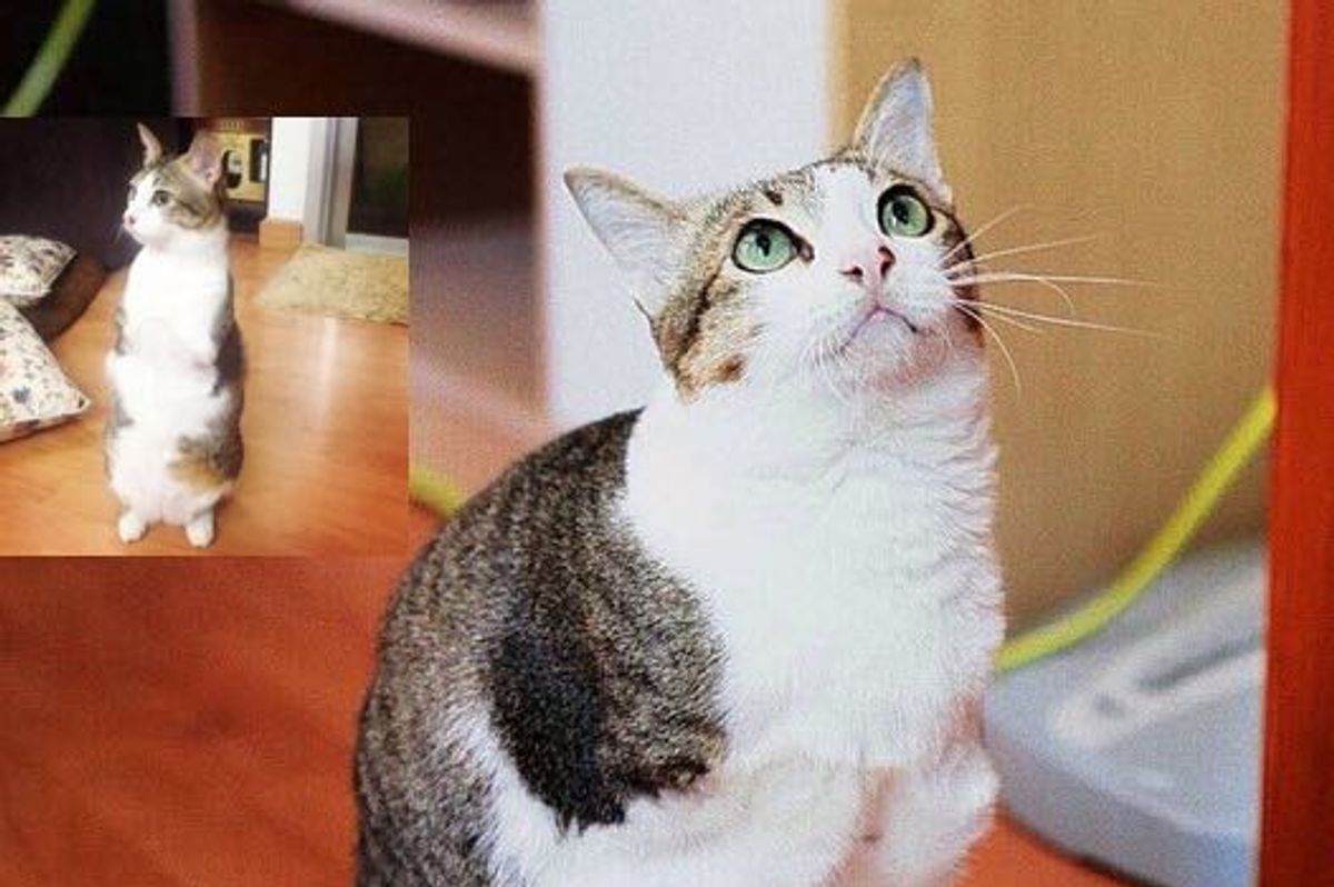 Able the 2 Legged Cat Can Walk and Jump Like a Champ