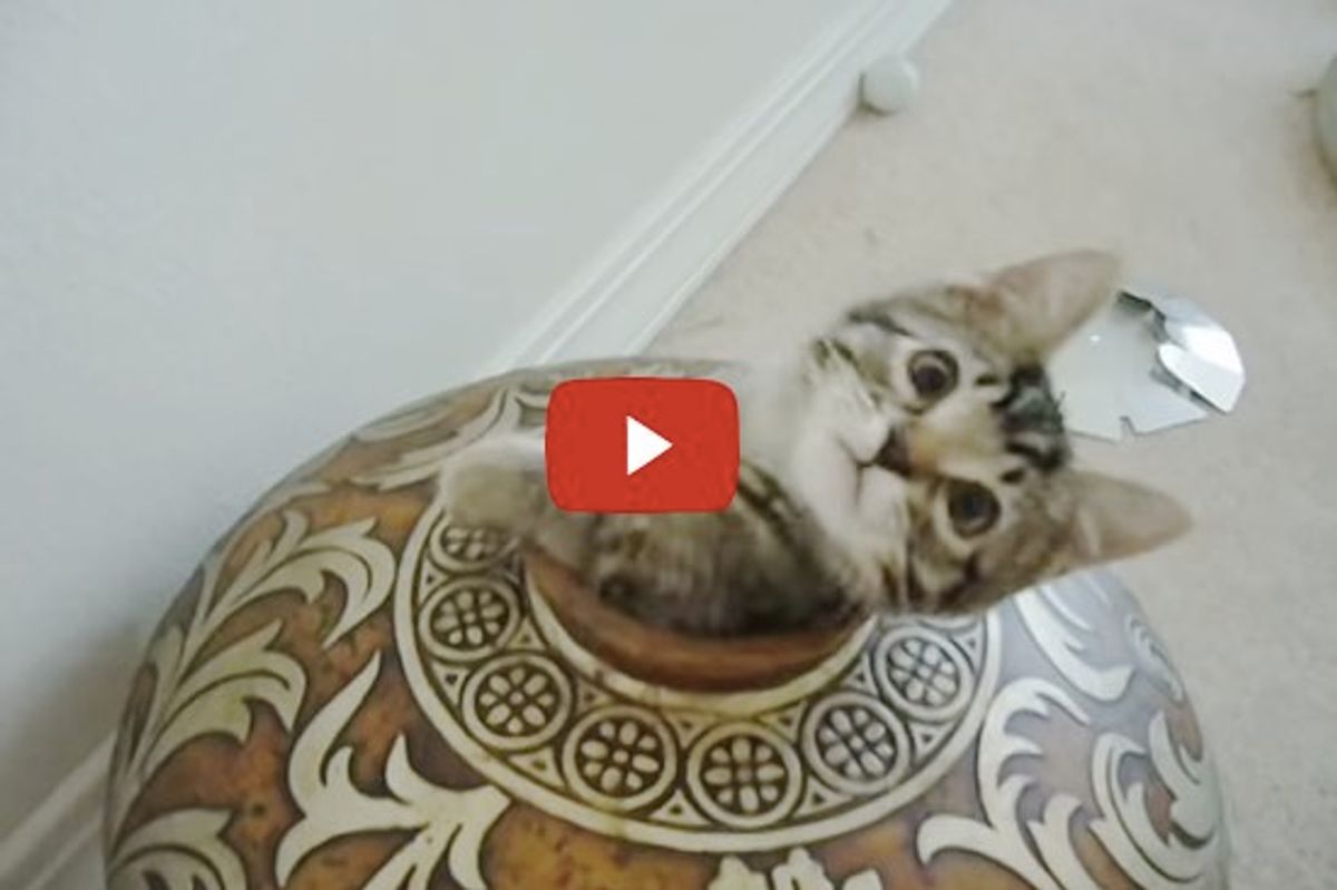 Two Kittens Want to Hide in a Vase, but They Don't Want to Share