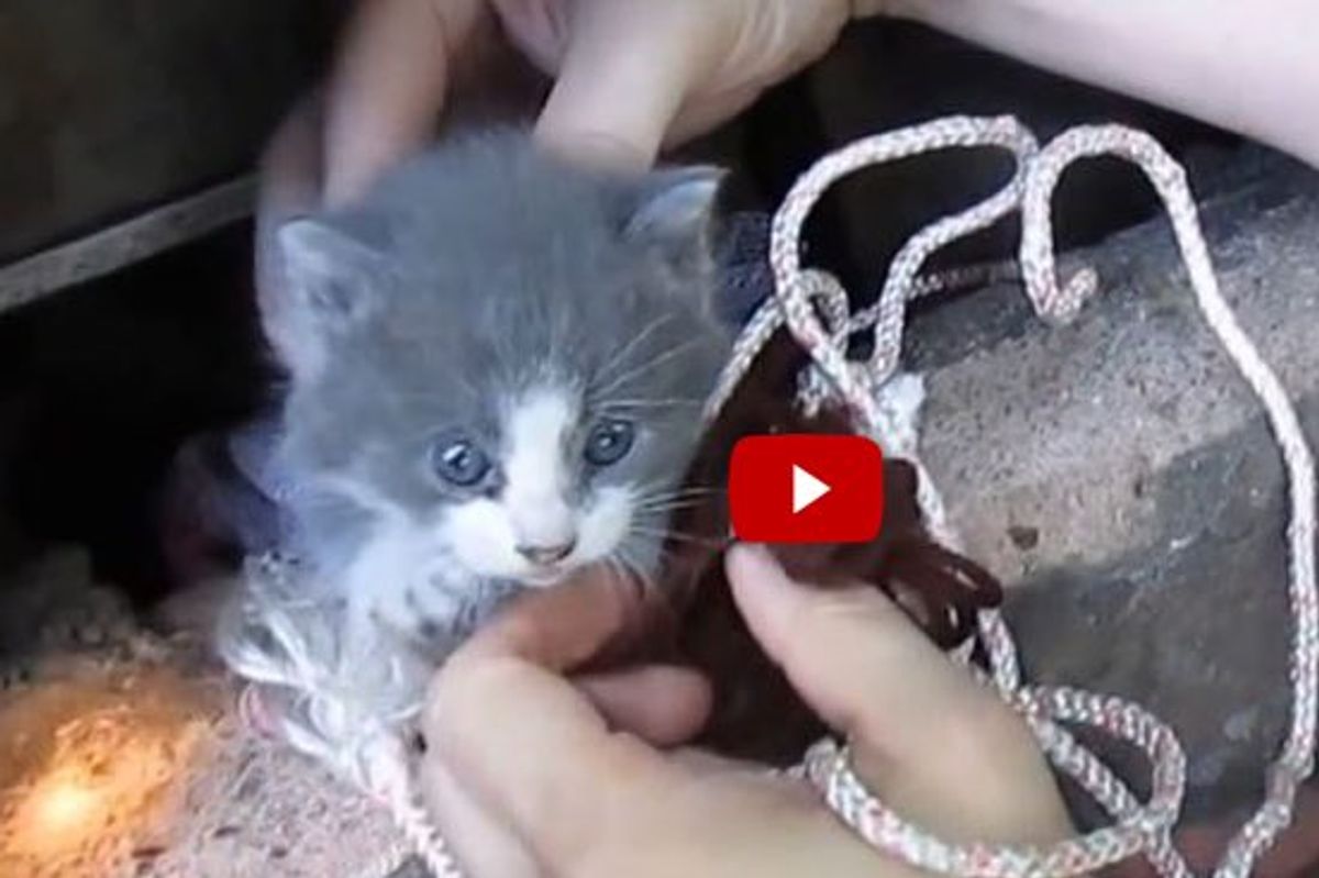 Two Men Rescue Baby Kitten and Reunite Him with Cat Mother