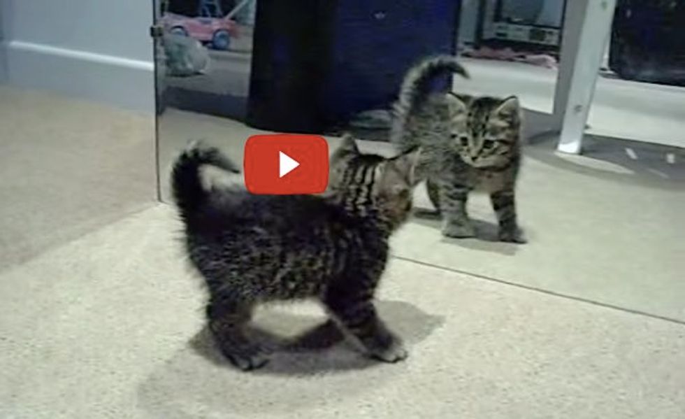 Kitten Discovers Little Intruder in the Mirror