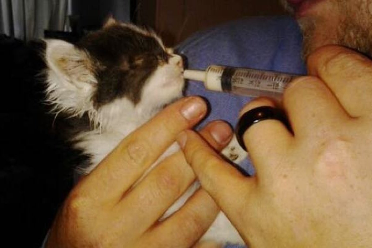 Stray Kitten Running up to Man for Help. Then 6 Months Later...