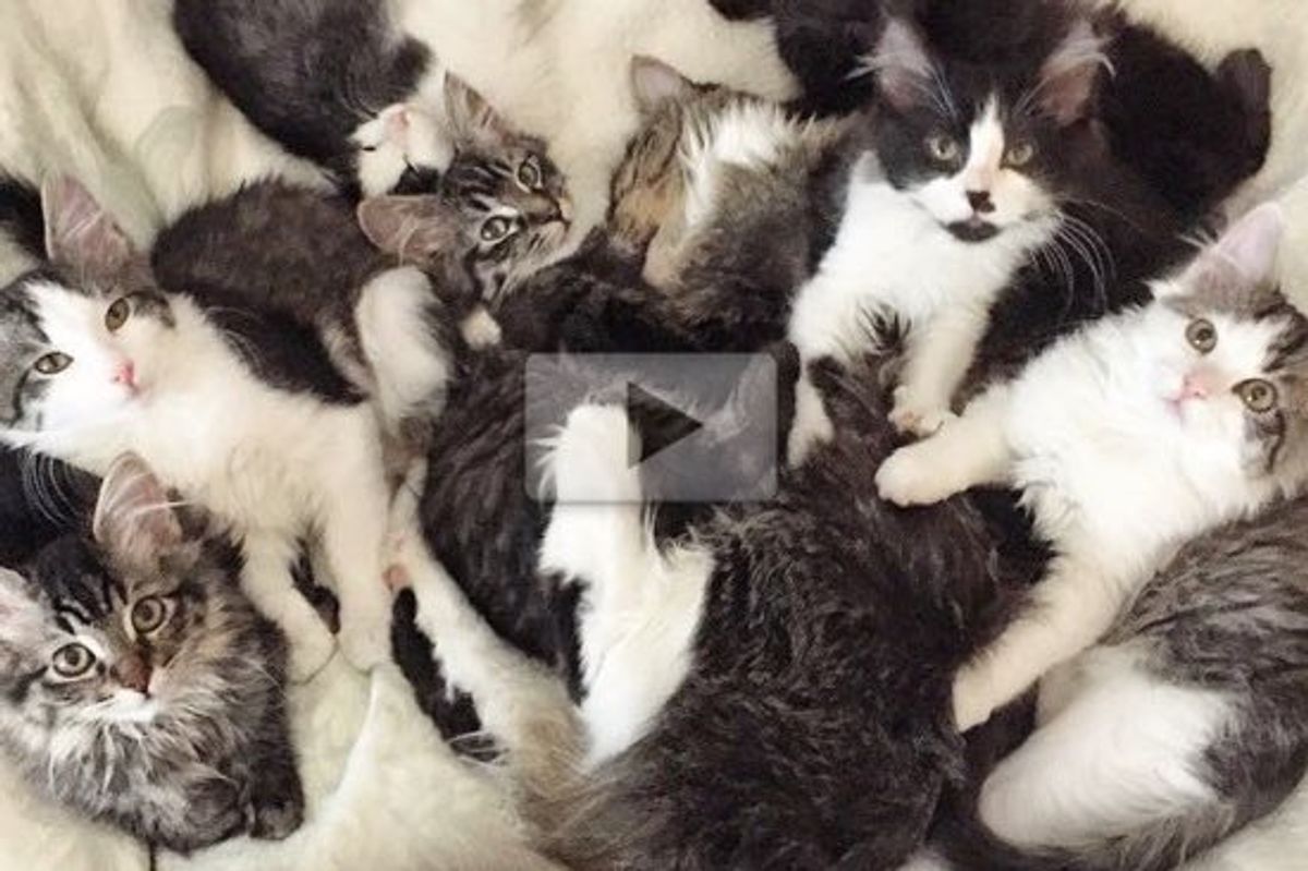 Meet the Bunny Cats - Seven Manx Kittens Find a Foster Home