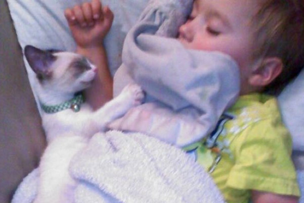 Kitten and His Little Human Do Everything Together, Always Together