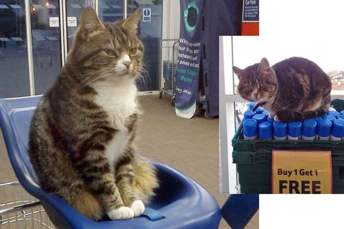 Mango the Supermarket Cat