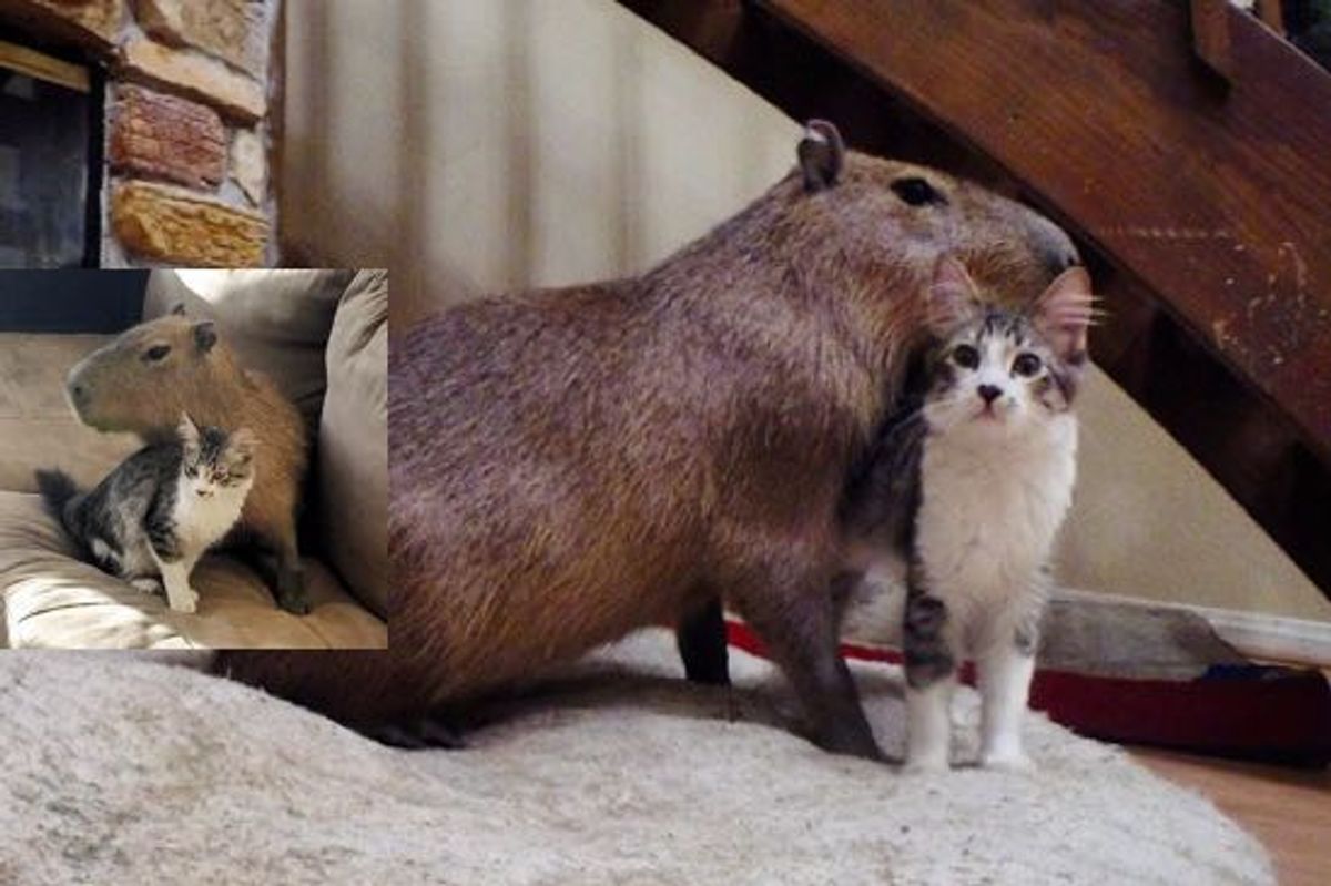 Scooter the Cat and Joejoe the Capybara Find Each Other and Become Best Friends!