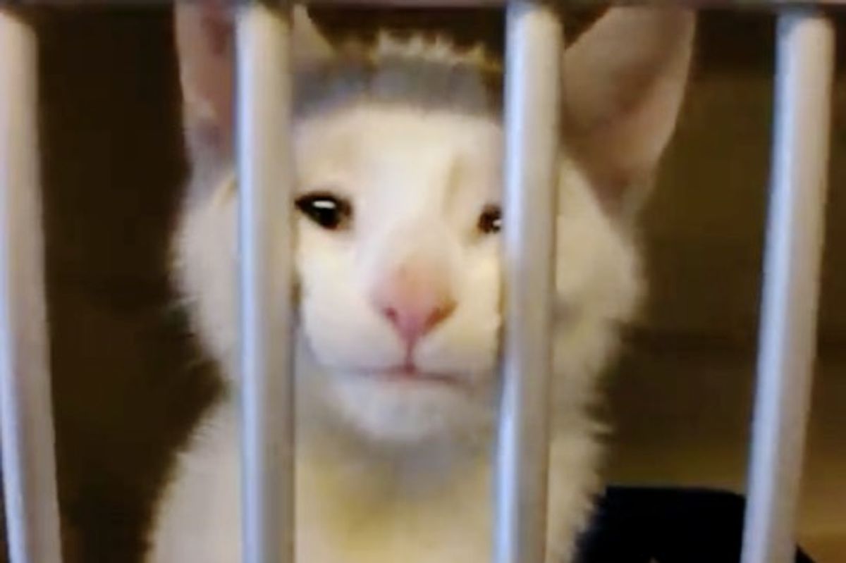 Watch as Tiger the Kitten Adopts His Human at the Shelter