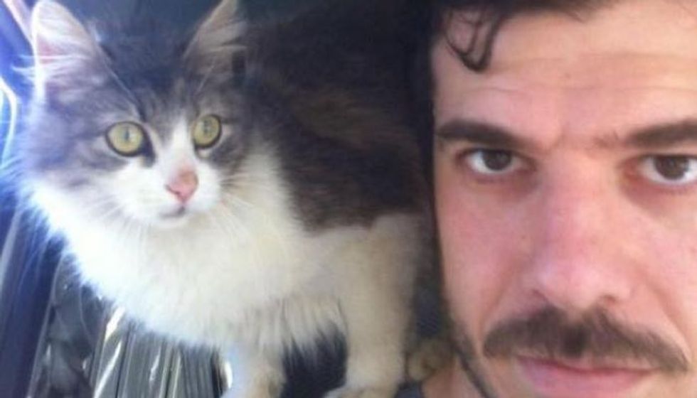 Stray Cat Comes Up to Man for a Pat and a Home