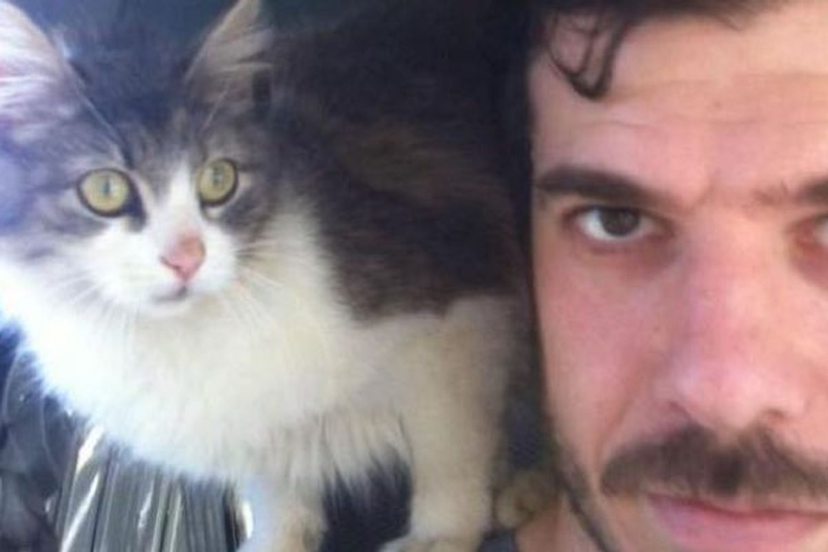 Stray Cat Comes Up to Man for a Pat and a Home