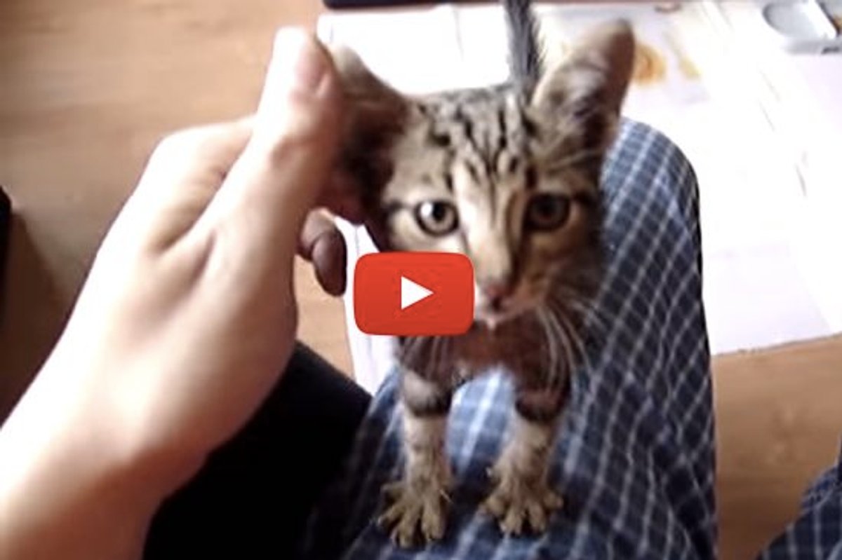 Thankful Rescue Kitten Gives Rescuer Love and Snuggles