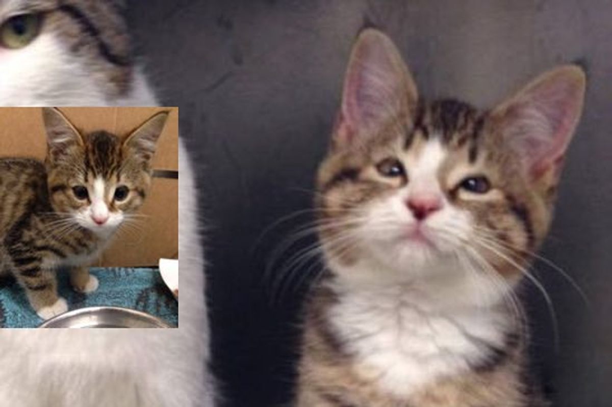 Homeless Kitten Phil Born without Eyelids Can See Again after Life-changing Surgery