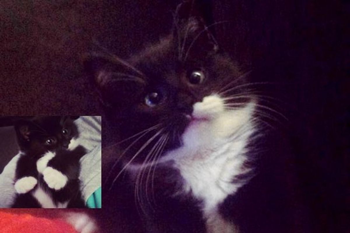 Meet Rue the Rescue Kitty. She's a Little Cross-eyed, but Has So Much Love