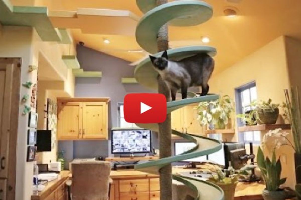 Man Turns His House Into Indoor Cat Playland for His Rescue Cats and Our Hearts Explode