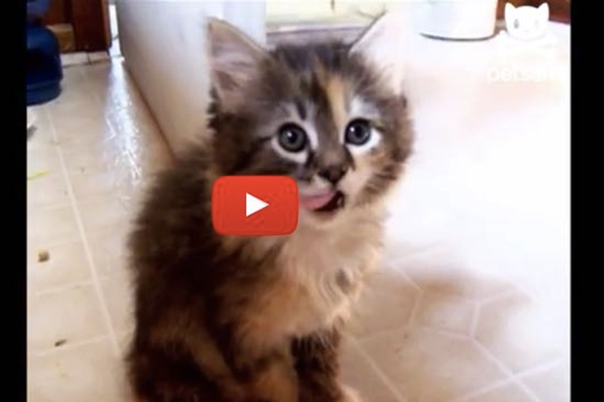 Kitten Falls Asleep from Food Coma