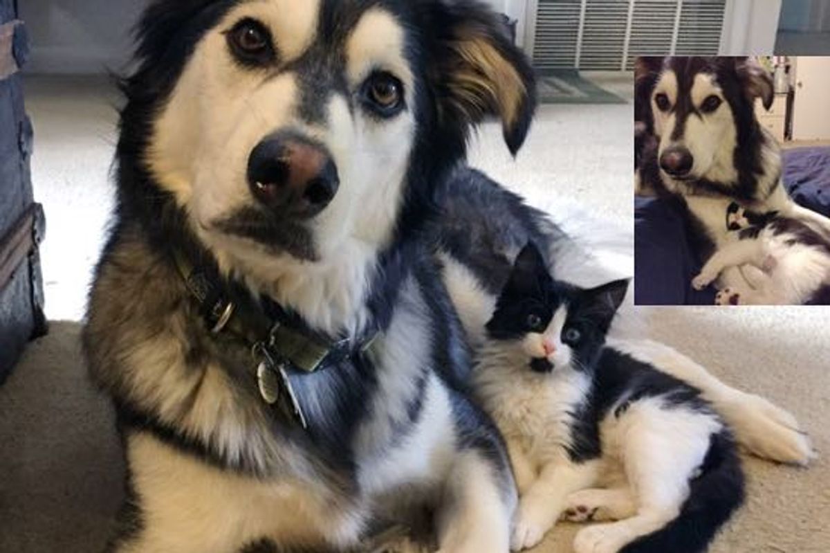 Louie the Tuxedo Cat and His Twin Milan the Husky