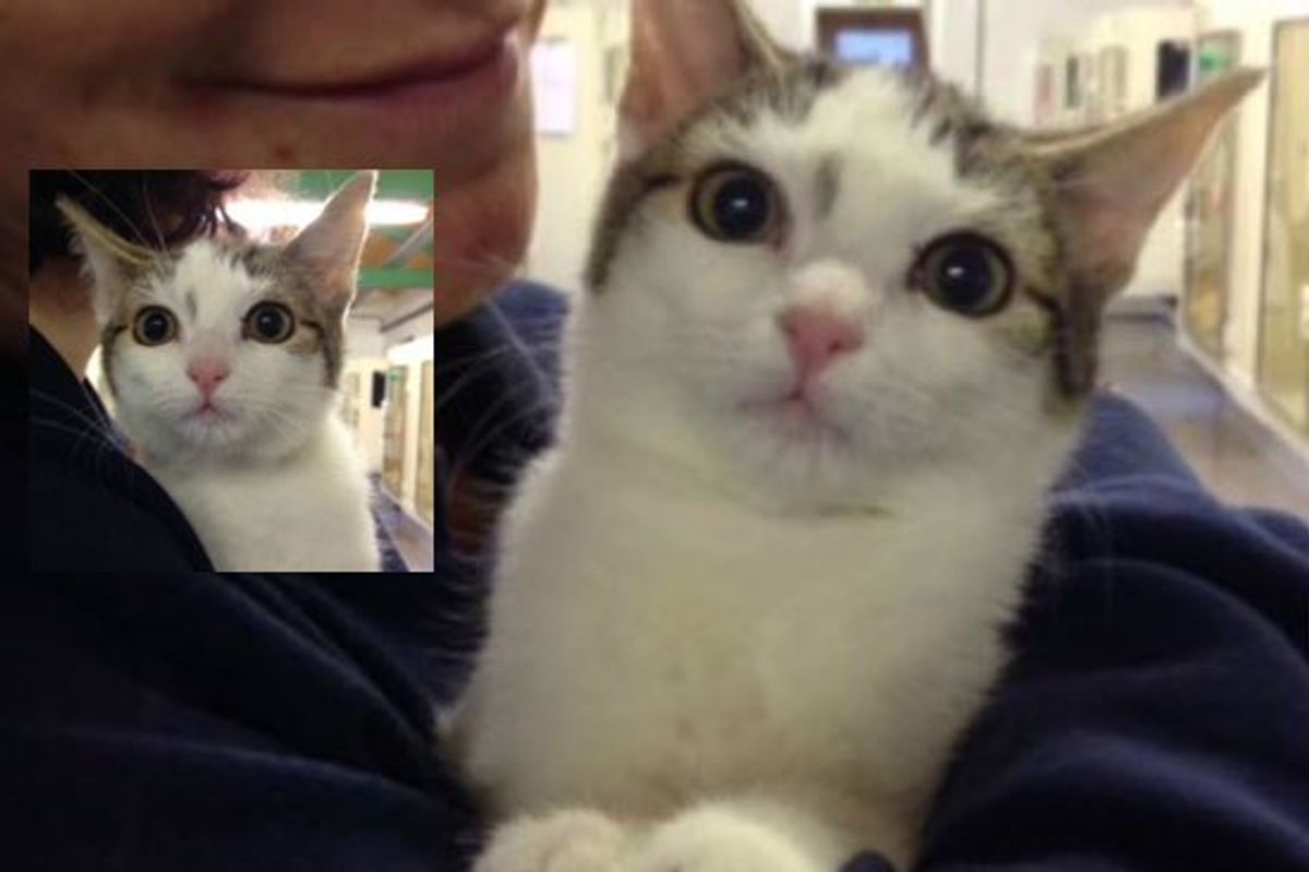 Seven the Cat Found in a Box of Discarded Christmas Decorations on the 7th Floor on the 7th Day of Jan