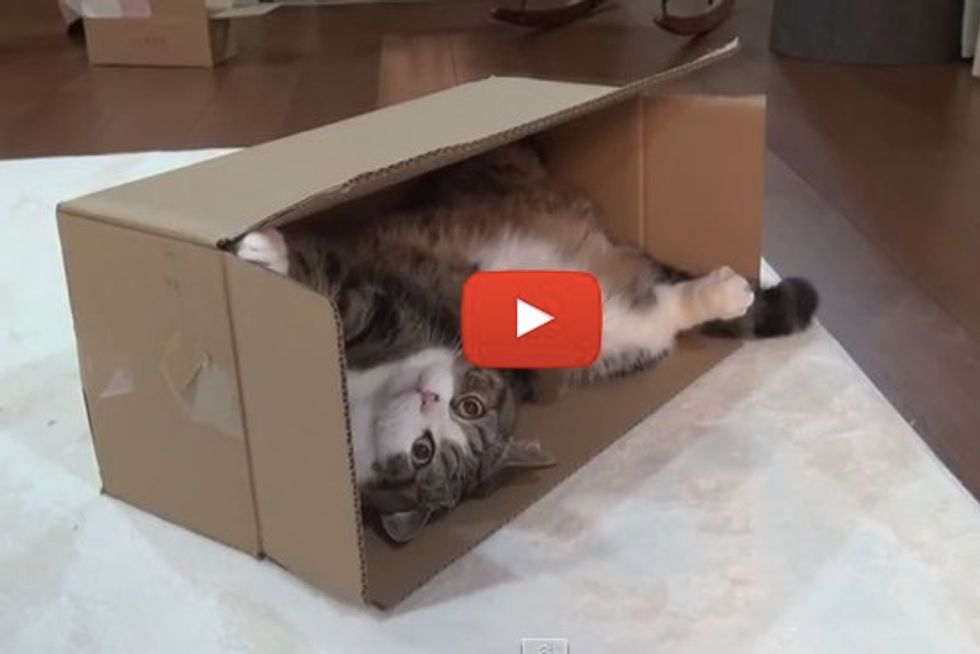 Maru Takes Over Hana's Box