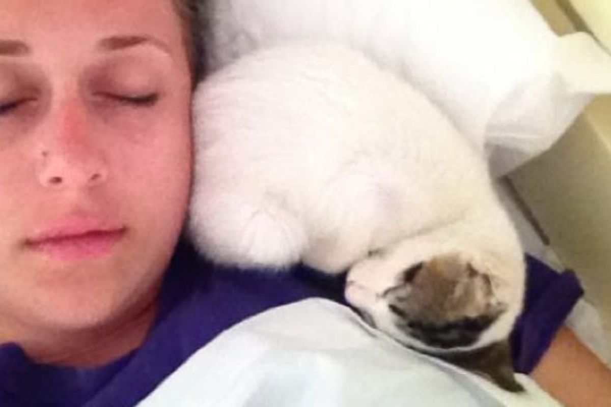 Kitten Lives at a Hotel. Travelers Let Her into Their Room and This Happens..